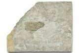 Crinoid Crown (Phanocrinus) Fossil - Anna, Illinois #326065-1